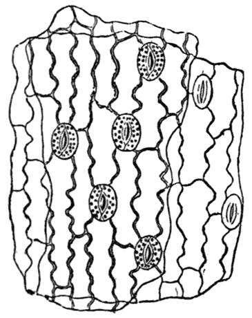 Stomata on a Linden Leaf