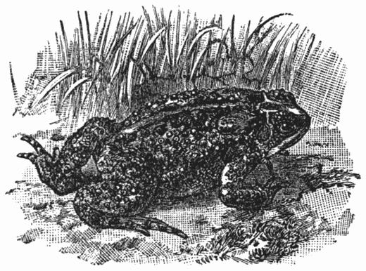 Common American Toad