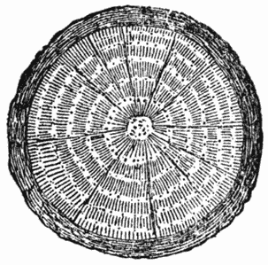 Cross Section of Tree Trunk