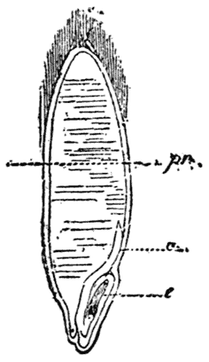 Longitudinal Section of a Grain of Wheat