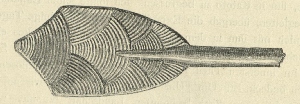 Ruderblatt, Ukerewe