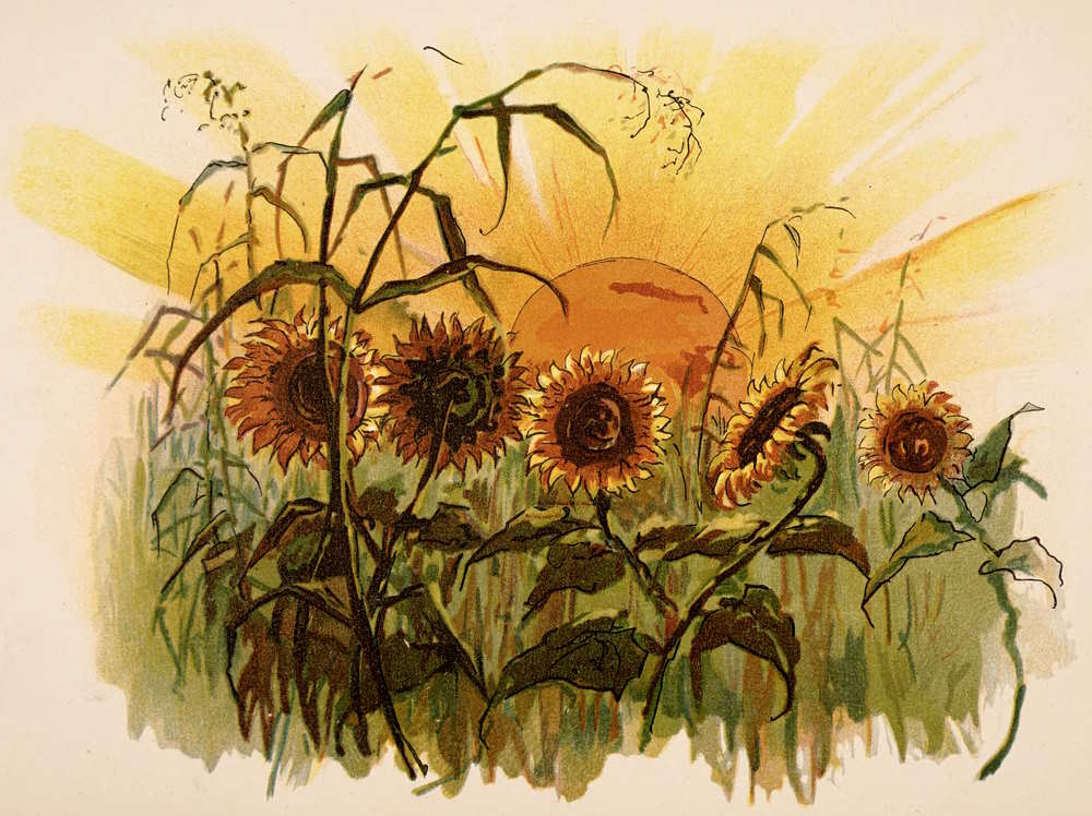 Sunflowers