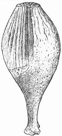 Fig. 57.