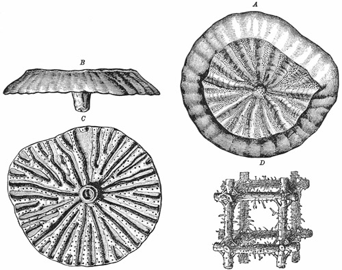 Fig. 80.