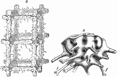 Fig. 82.