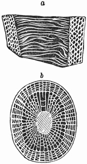 Fig. 127.