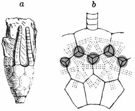 Fig. 259.