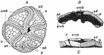 Fig. 315.