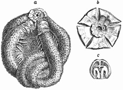 Fig. 351.