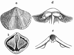 Fig. 522.