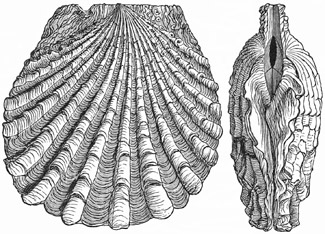 Fig. 591.