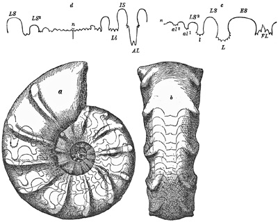 Fig. 1115.