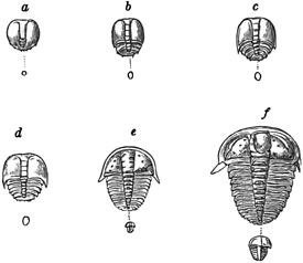 Fig. 1275.