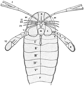 Fig. 1355.