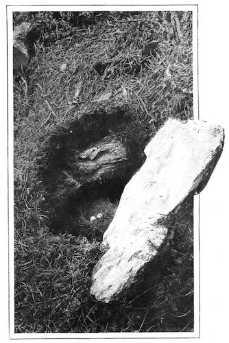 REDSTART'S NEST AND EGGS BENEATH
A STONE ON THE GROUND. THE STONE
WAS LIFTED TO SHOW NEST AND EGGS.