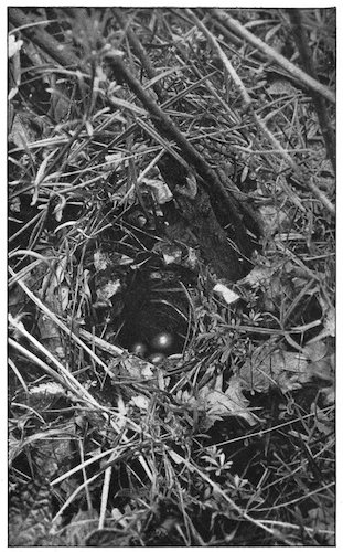 NIGHTINGALE’S NEST AND EGGS