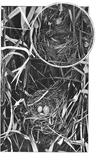 Illustration: SEDGE WARBLER’S NEST
WITH CUCKOO’S EGG IN IT