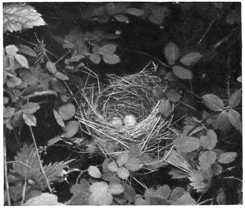 GARDEN WARBLER’S NEST AND EGGS