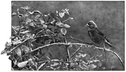 LINNET BRINGING FOOD