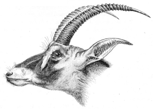 Gemsbok