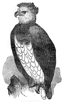 Harpy Eagle