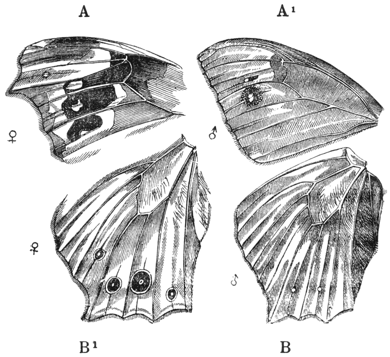 Fig. 49.