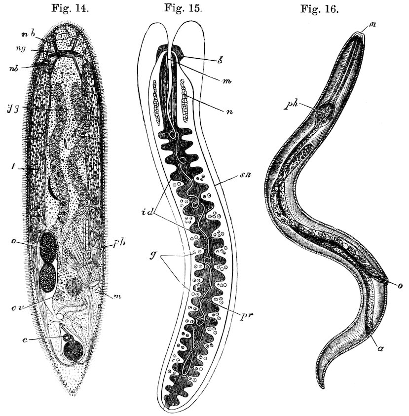 Fig. 14. Fig. 15. Fig. 16.