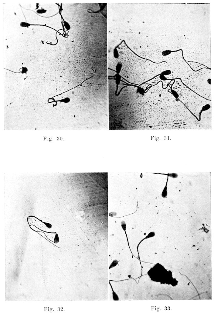 Fig. 30. Fig. 31. Fig. 32. Fig. 33.