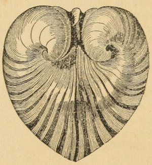 Heart Isocardea