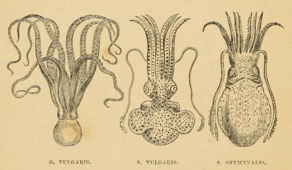 O. VULGARIS. S. VULGARIS. S. OFFICINALIS.