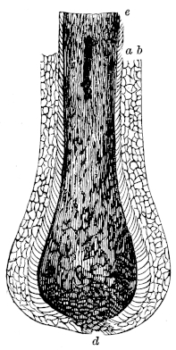 Longitudinal section of finger/toe nail