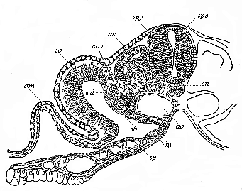 Fig.152. Transverse section of a
duck-embryo with twenty-four primitive segments.