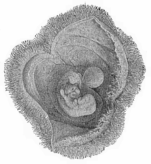 Fig.193. Human embryo
of the fourth week, with its membranes, like Fig. 192, but a little older.
