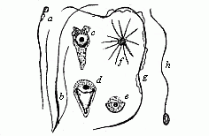 Fig.21 Spermatozoa or
spermidia of various animals.