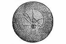 Fig.8 Unfertilised
ovum of an echinoderm.