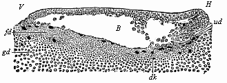 Longitudinal section of the blastula of a shark (Pristiurus) at the beginning of gastrulation.