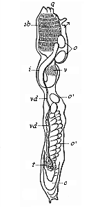 Organisation of an Ascidia (as in Fig. 220, seen from the left).