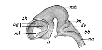 Brain of an ox-embryo, two inches in length.