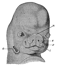 Face of a human embryo, seven weeks old.