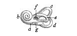 The bony labyrinth of the human ear (left side).