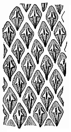 Scales or cutaneous teeth of a shark (Centrophorus calceus).