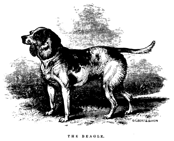 The Beagle